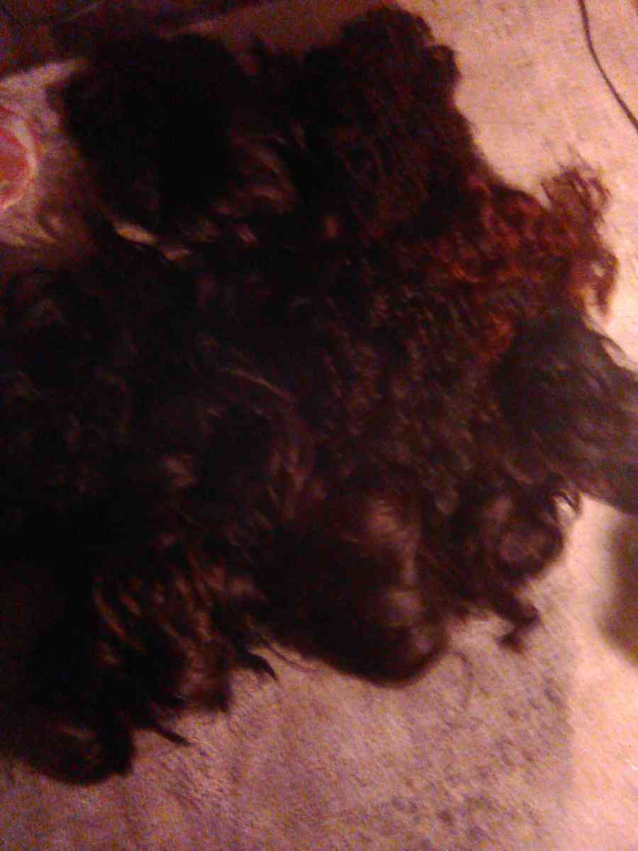 ladies wigs - Houston, Texas - FleaMarketBay