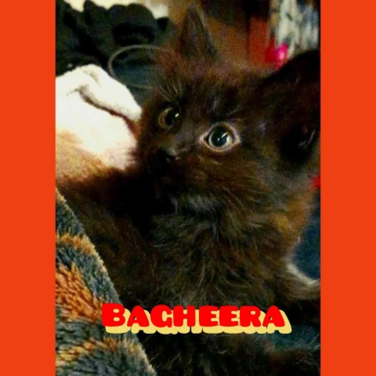 kittens - Wasilla, Alaska - FleaMarketBay