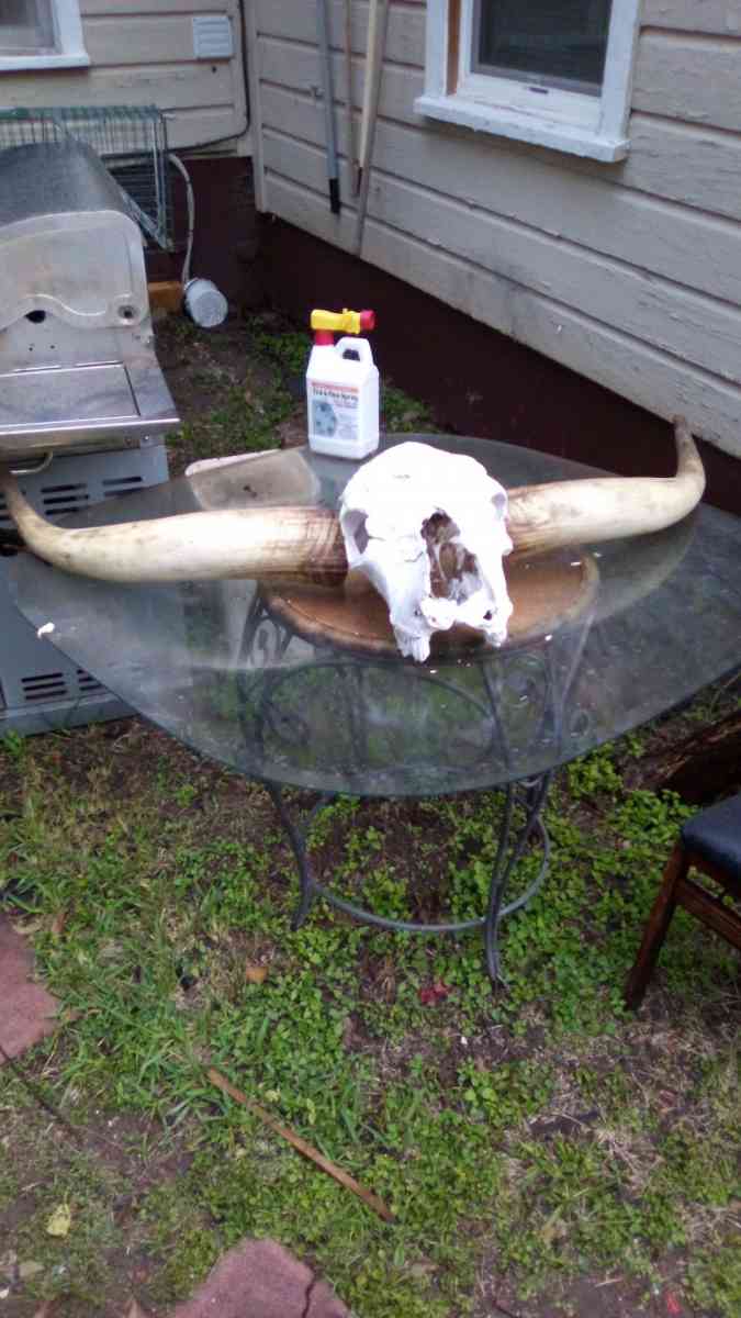 longhorn - Waco, Texas