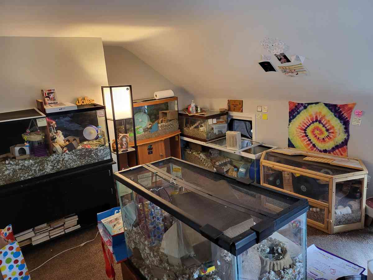 LITTLE CRITTER(S) AND SUPPLIES!