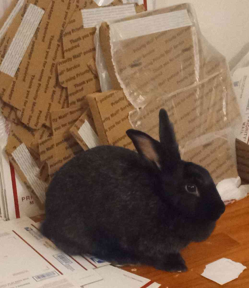 LITTLE CRITTER(S) AND SUPPLIES! - Marengo, Illinois - FleaMarketBay