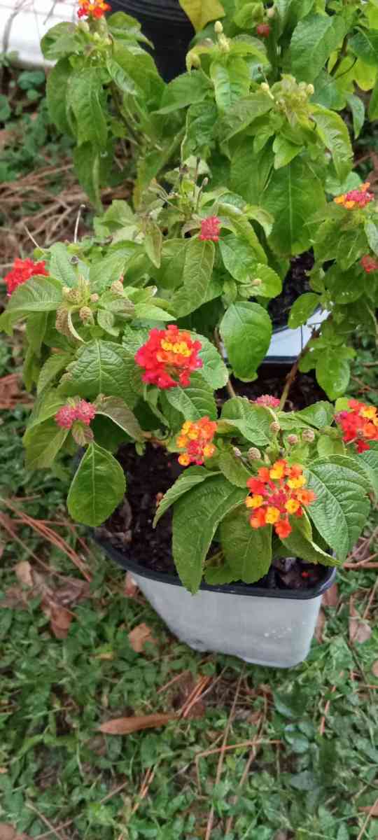 crazy Cheap plants - Thonotosassa, Florida - FleaMarketBay