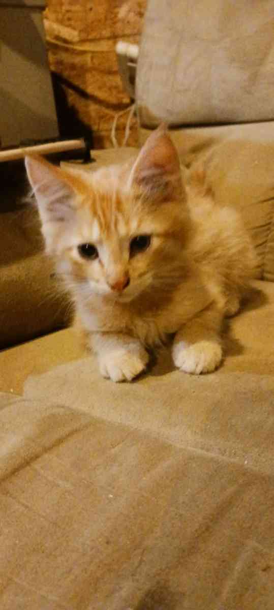 kittens - Wasilla, Alaska - FleaMarketBay