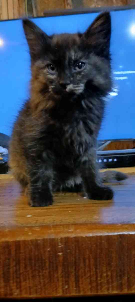 kittens - Wasilla, Alaska - FleaMarketBay