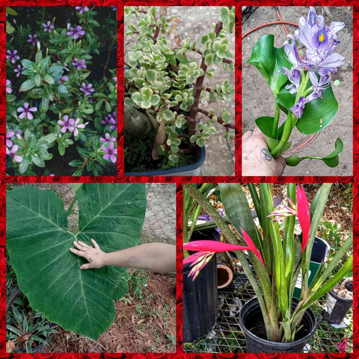 crazy Cheap plants - Thonotosassa, Florida