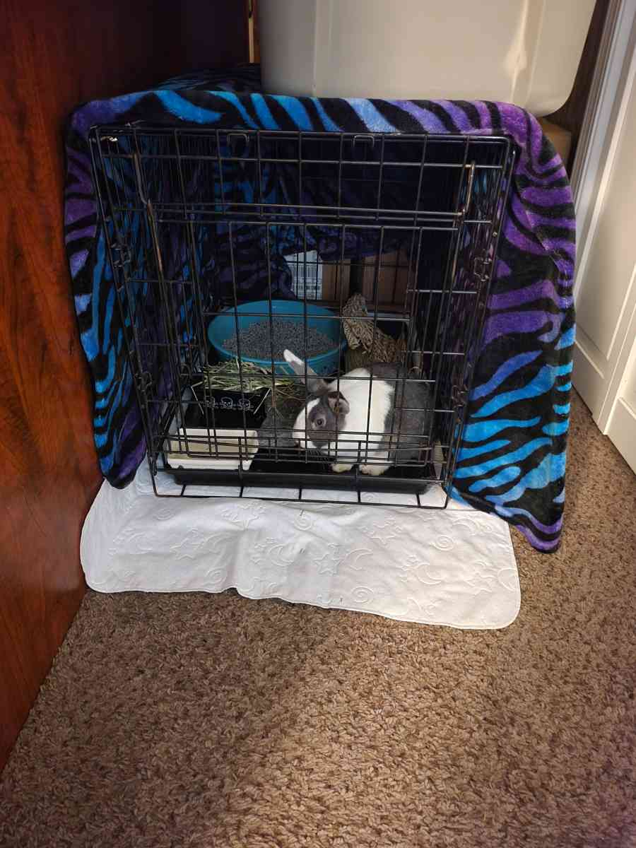 LITTLE CRITTER(S) AND SUPPLIES! - Marengo, Illinois - FleaMarketBay