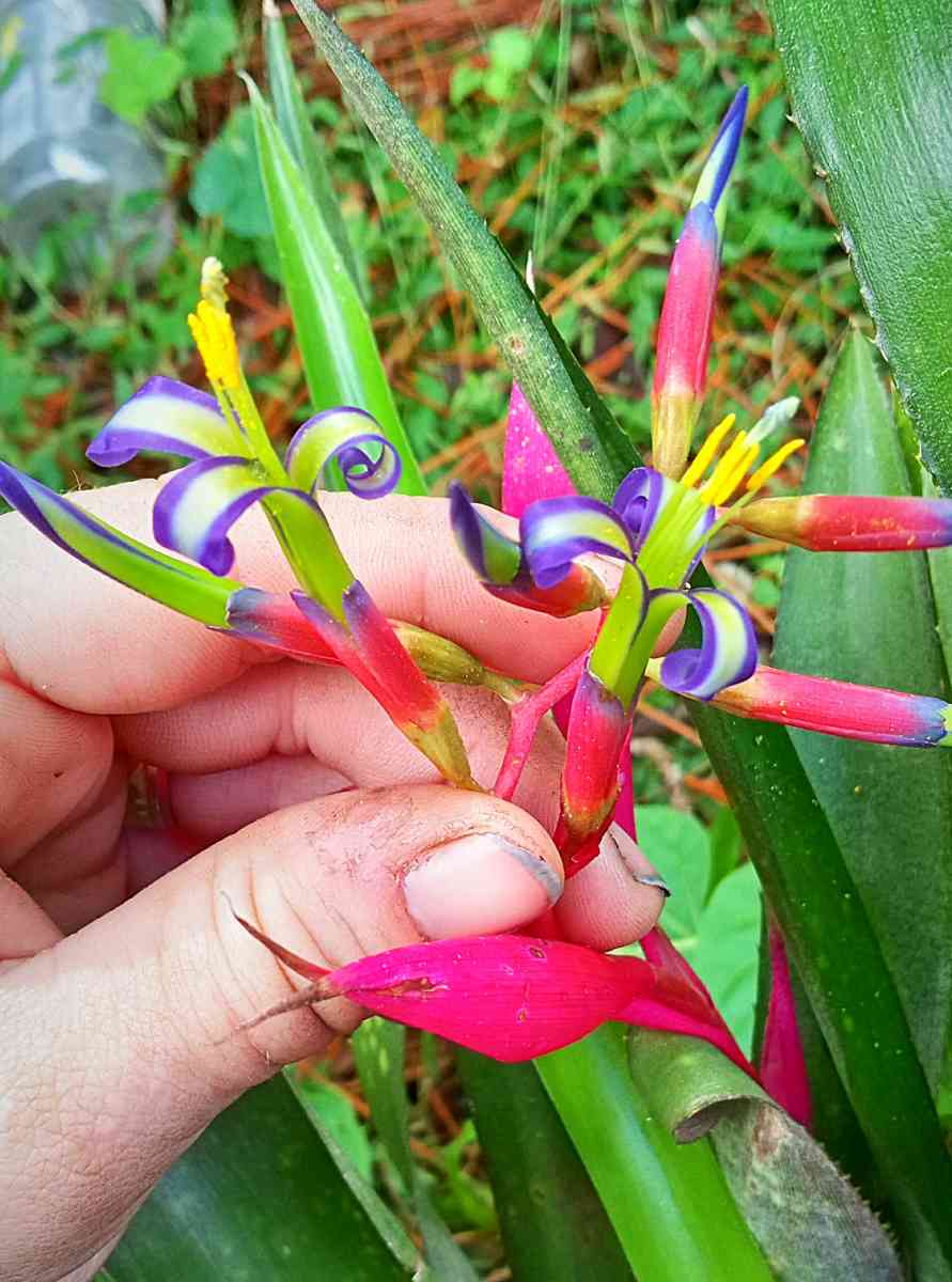 crazy Cheap plants - Thonotosassa, Florida - FleaMarketBay