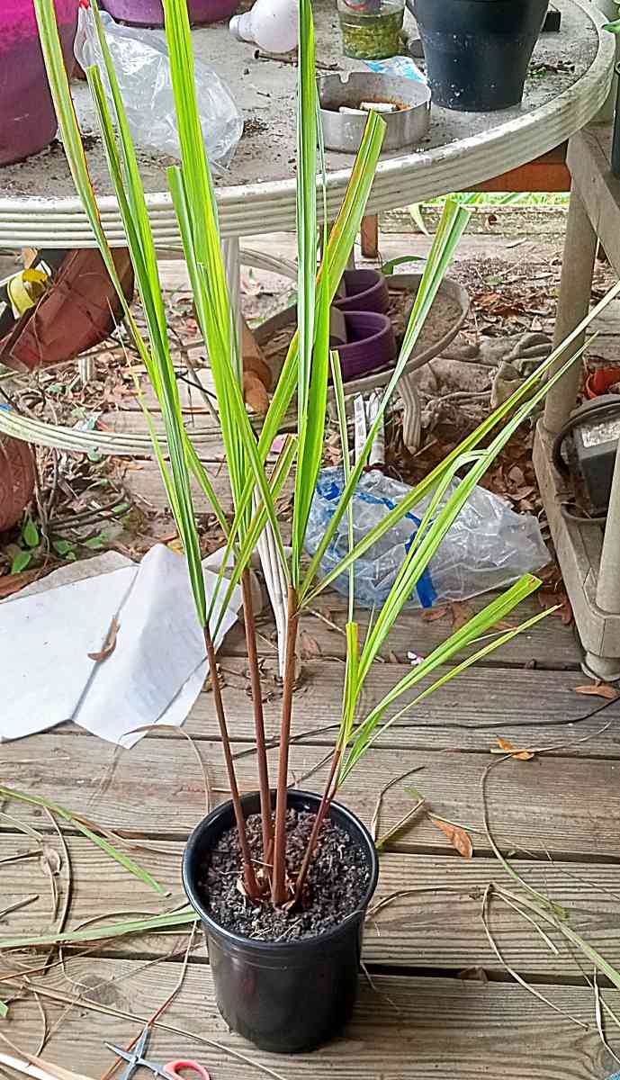 crazy Cheap plants - Thonotosassa, Florida - FleaMarketBay