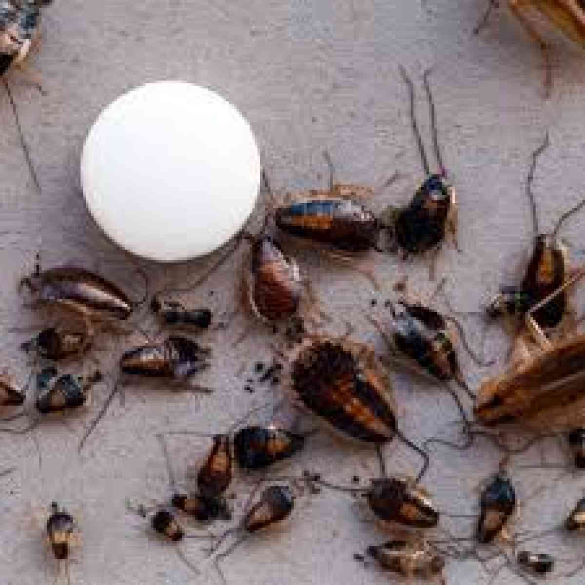 treatments pest n termites - San Bernardino, California - FleaMarketBay