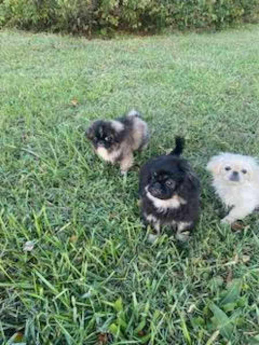 Pekingese Puppies - Hampton, Virginia - FleaMarketBay