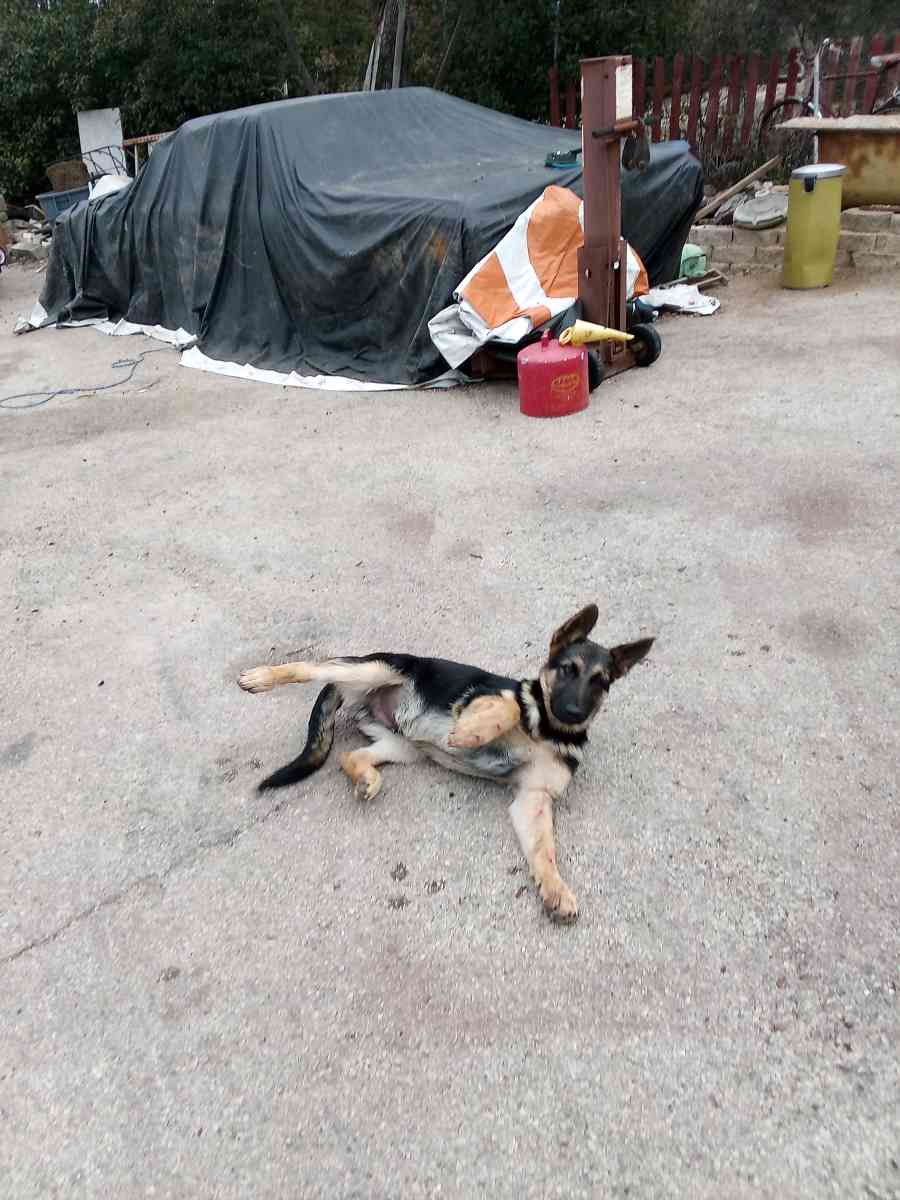 German Shepard Puppies - Helotes, Texas - FleaMarketBay