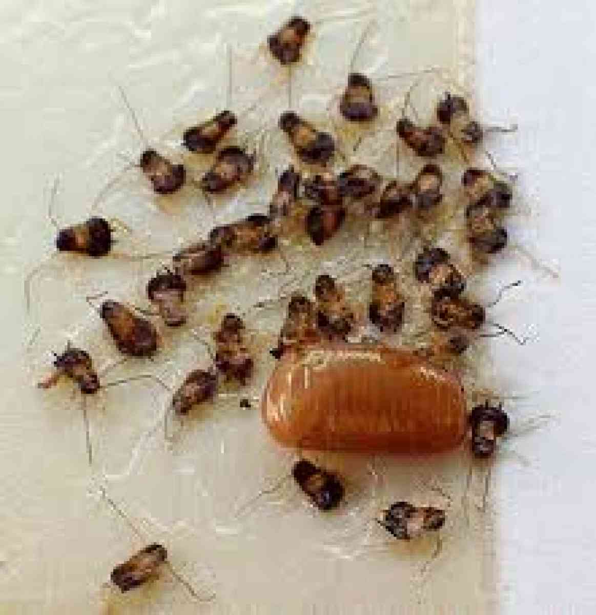 service for all pest n termite - San Bernardino, California - FleaMarketBay