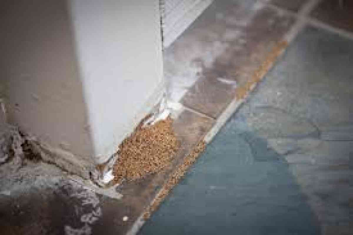 termite n pest treatment - Riverside, California - FleaMarketBay