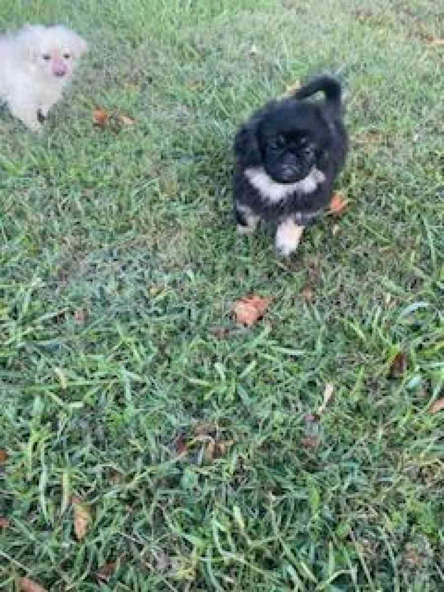 Pekingese Puppies - Hampton, Virginia - FleaMarketBay