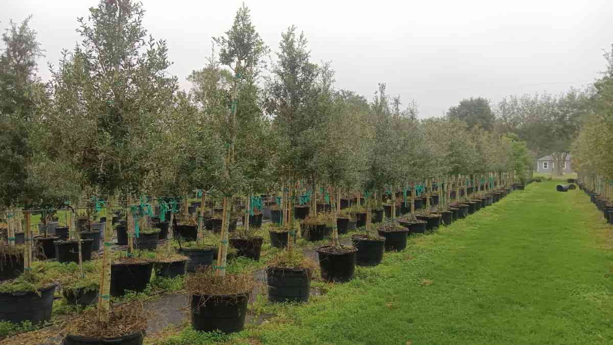 shade trees available  all sizes and species - Altamonte Springs, Florida - FleaMarketBay