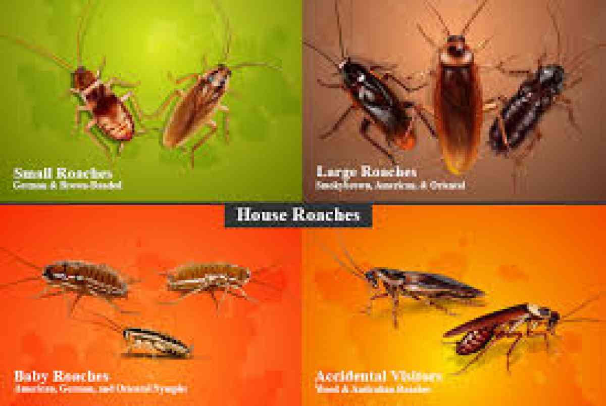 roaches bed bugs termite services - Fontana, California - FleaMarketBay