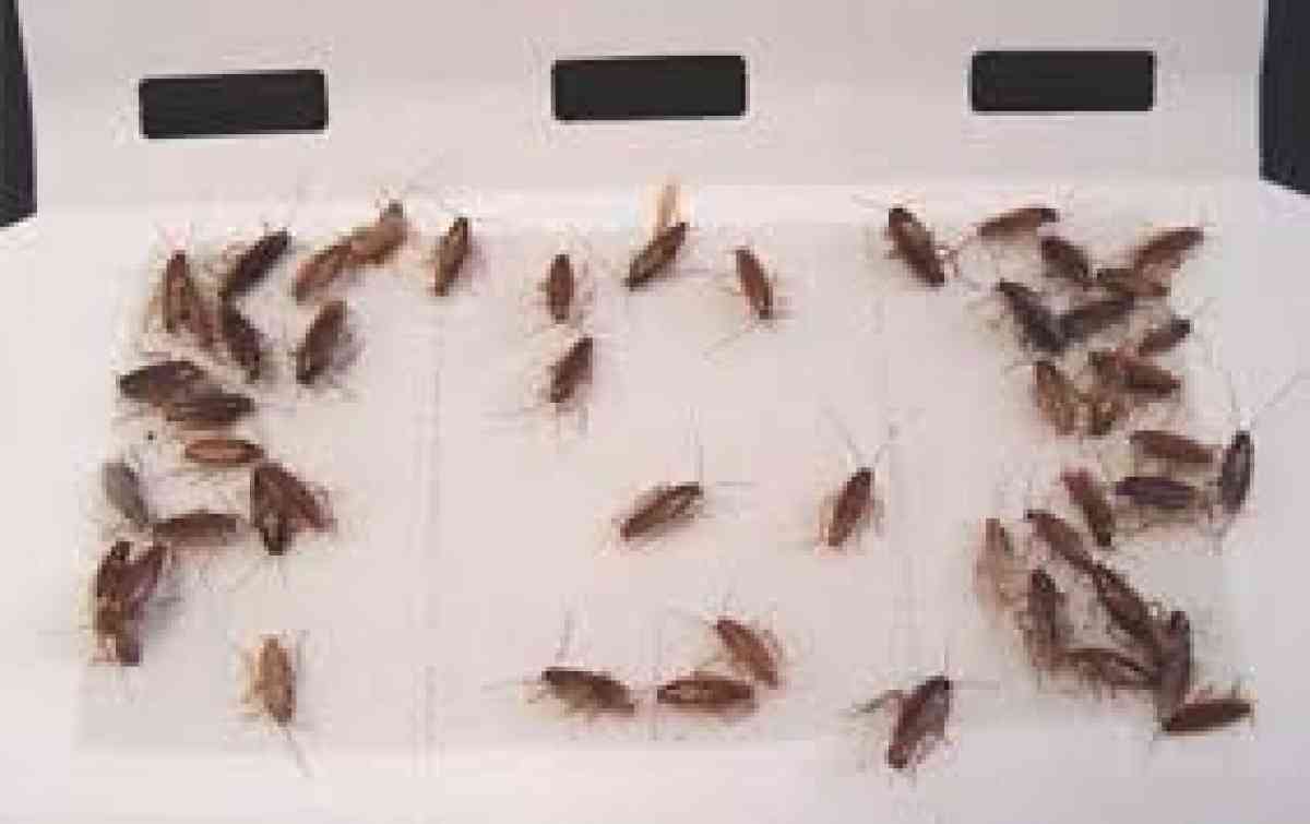 pest an termite solution - Riverside, California