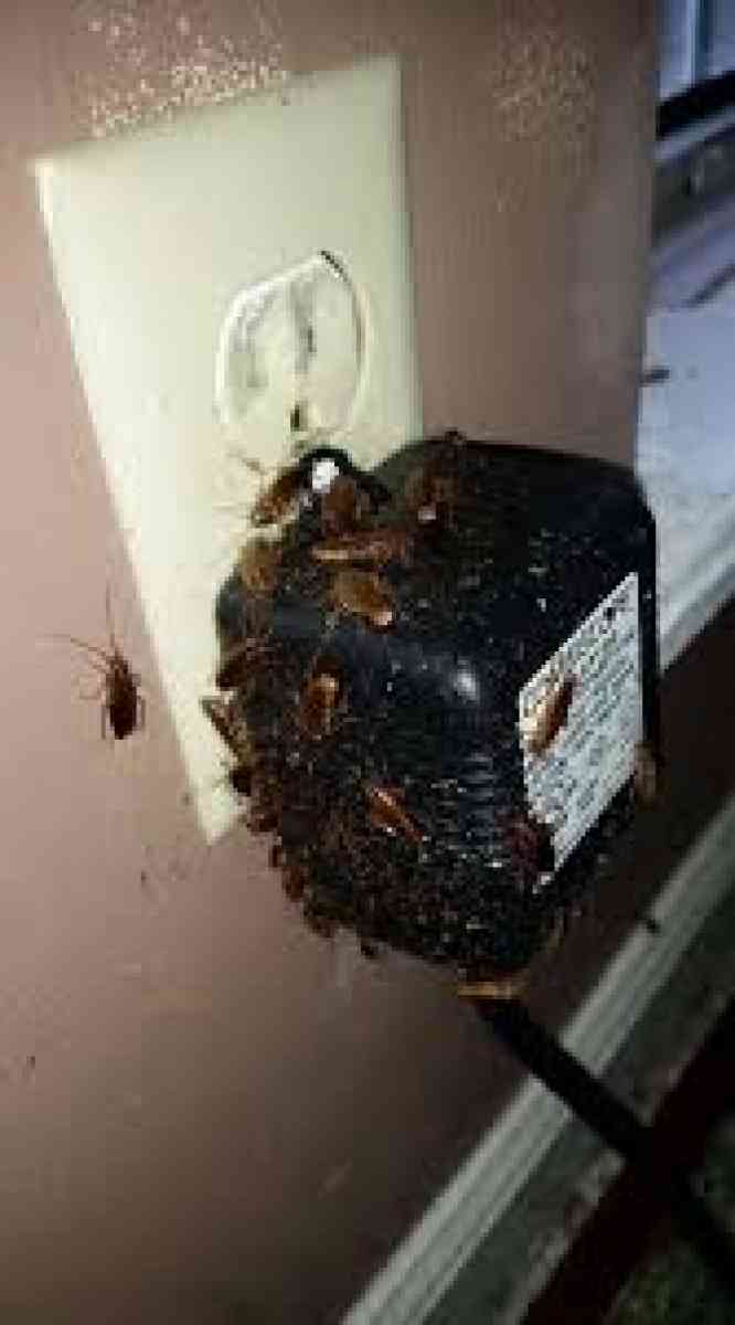 pest n termite treatment - Hemet, California - FleaMarketBay