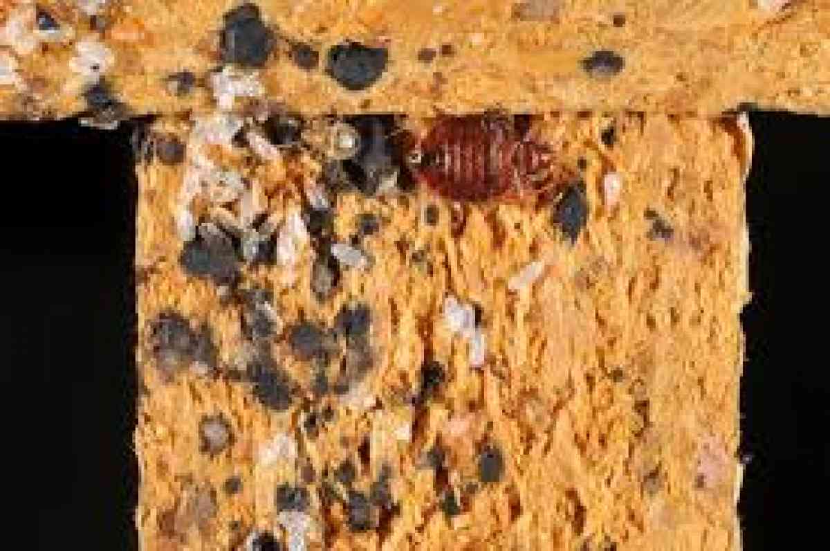 pest n termite services - Riverside, California - FleaMarketBay
