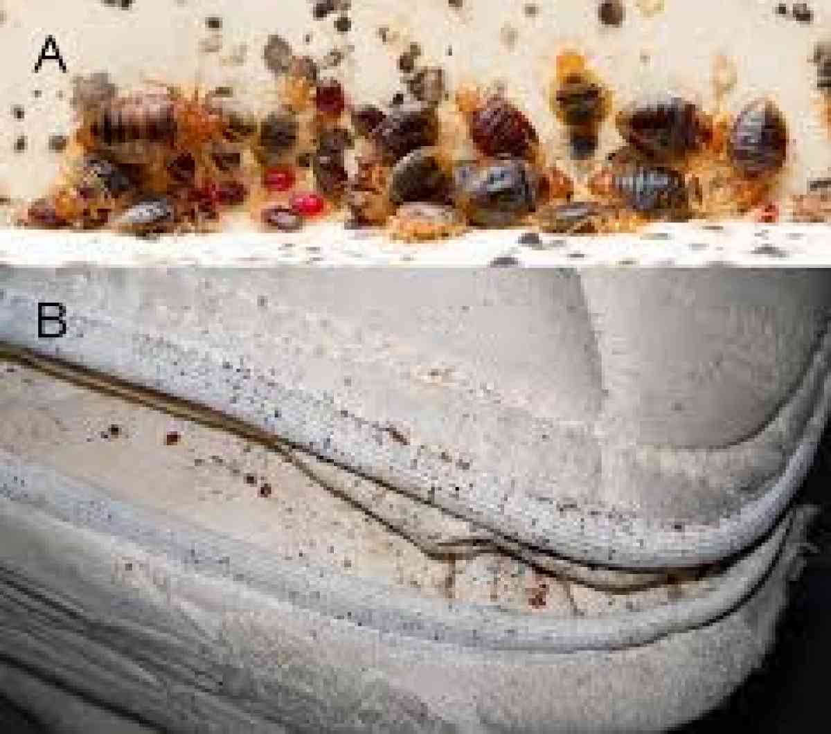 pest n termite treatment - Hemet, California - FleaMarketBay