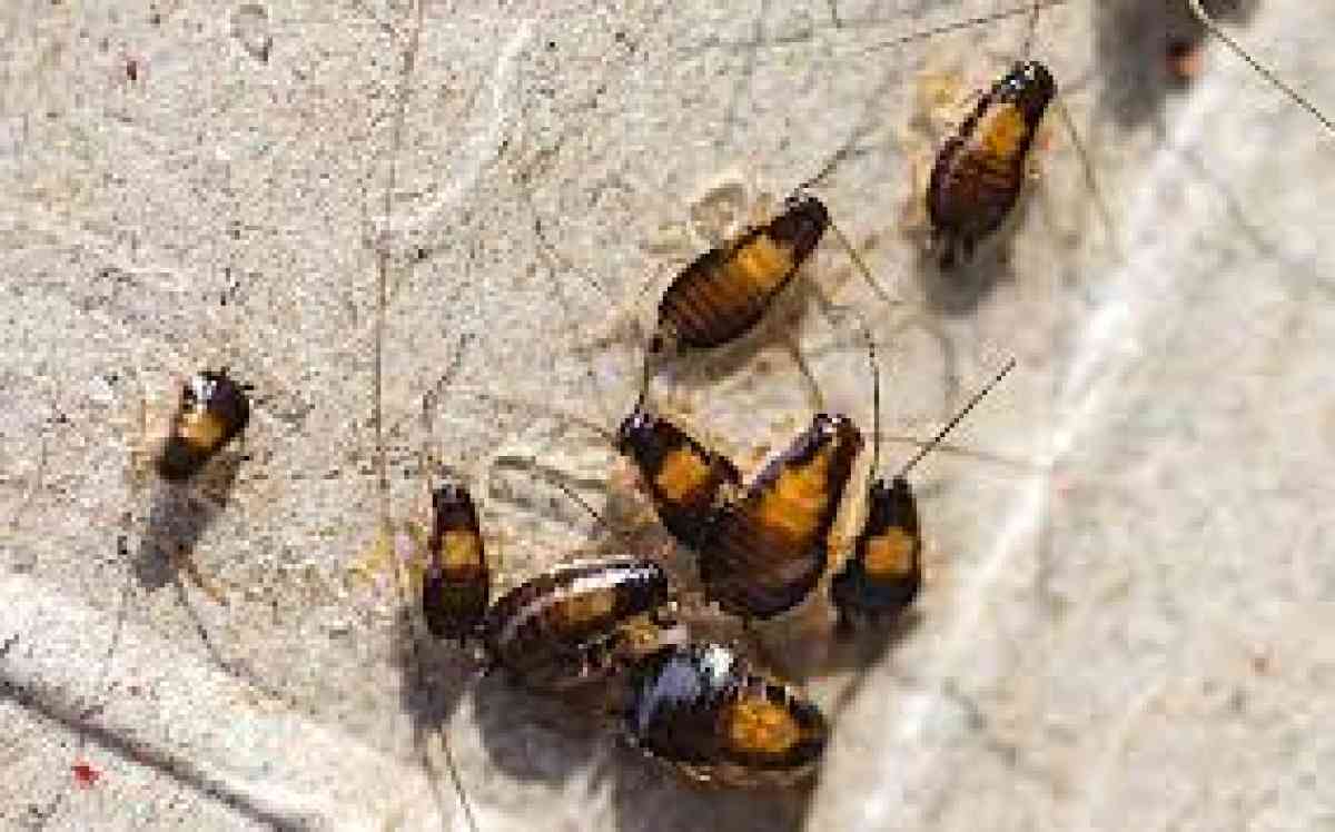 pest control termites roaches bed bugs - Riverside, California - FleaMarketBay