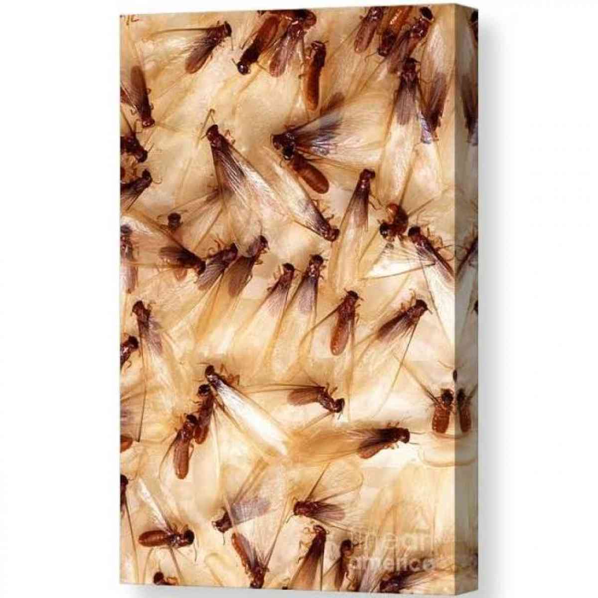 best deals - Hemet, California - FleaMarketBay