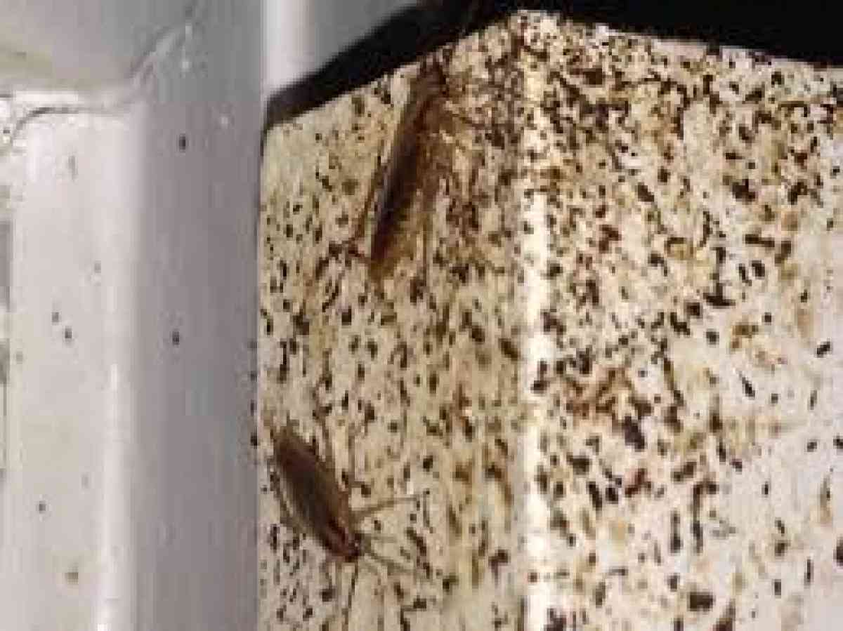 pest n termite control - San Bernardino, California - FleaMarketBay