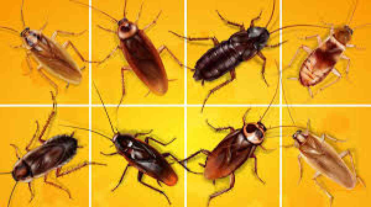 service for all pest n termite