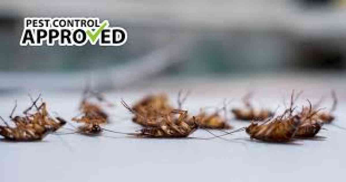 services for termites roaches bed bugs - Riverside, California - FleaMarketBay