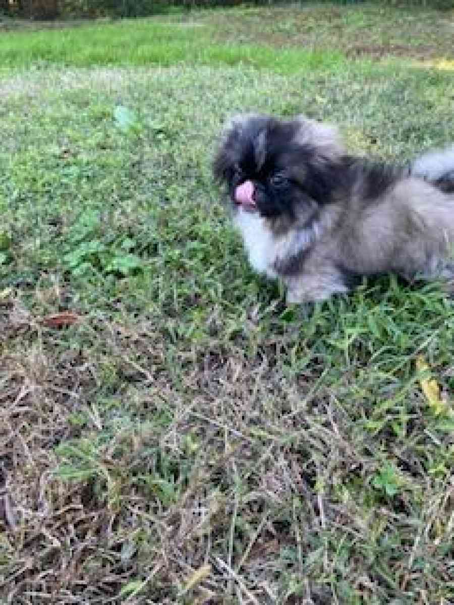 Pekingese Puppies - Hampton, Virginia - FleaMarketBay