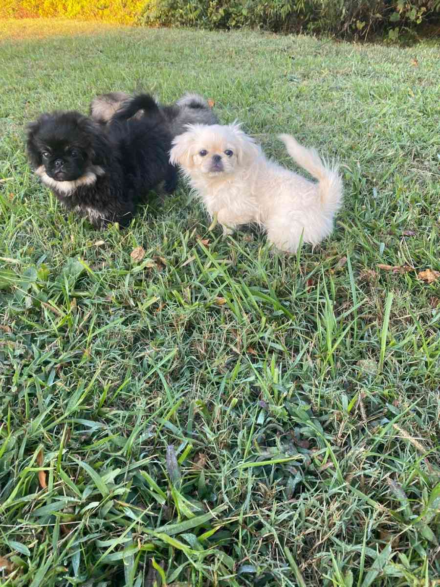 Pekingese Puppies - Hampton, Virginia - FleaMarketBay