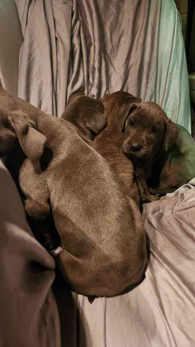 great dane pups - Doniphan, Missouri