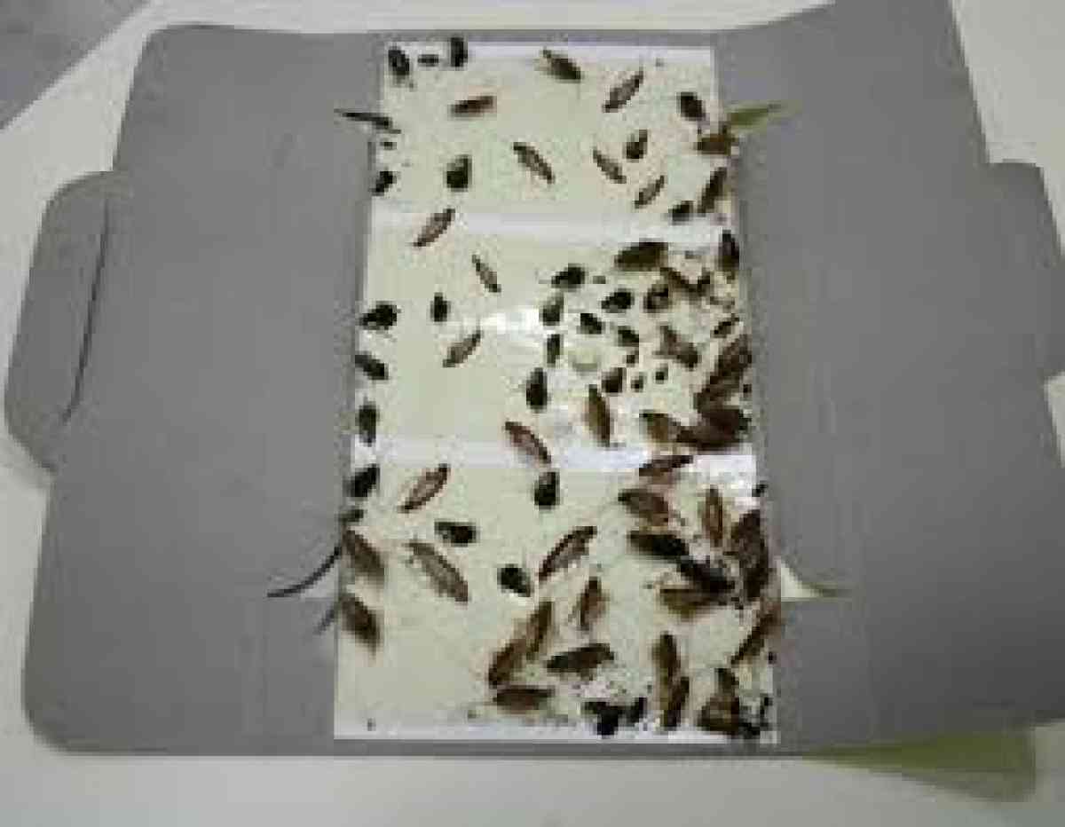 roaches bed bugs termite services