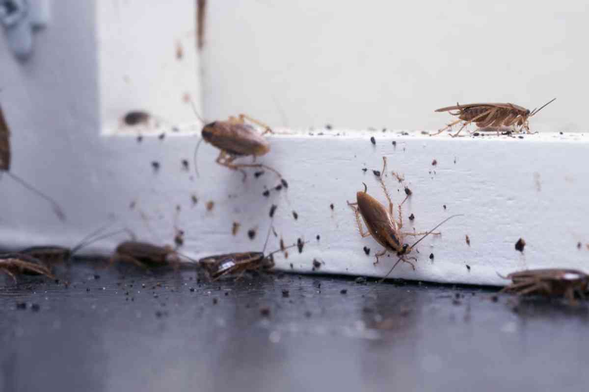 cheap pest control n termite - Hemet, California - FleaMarketBay
