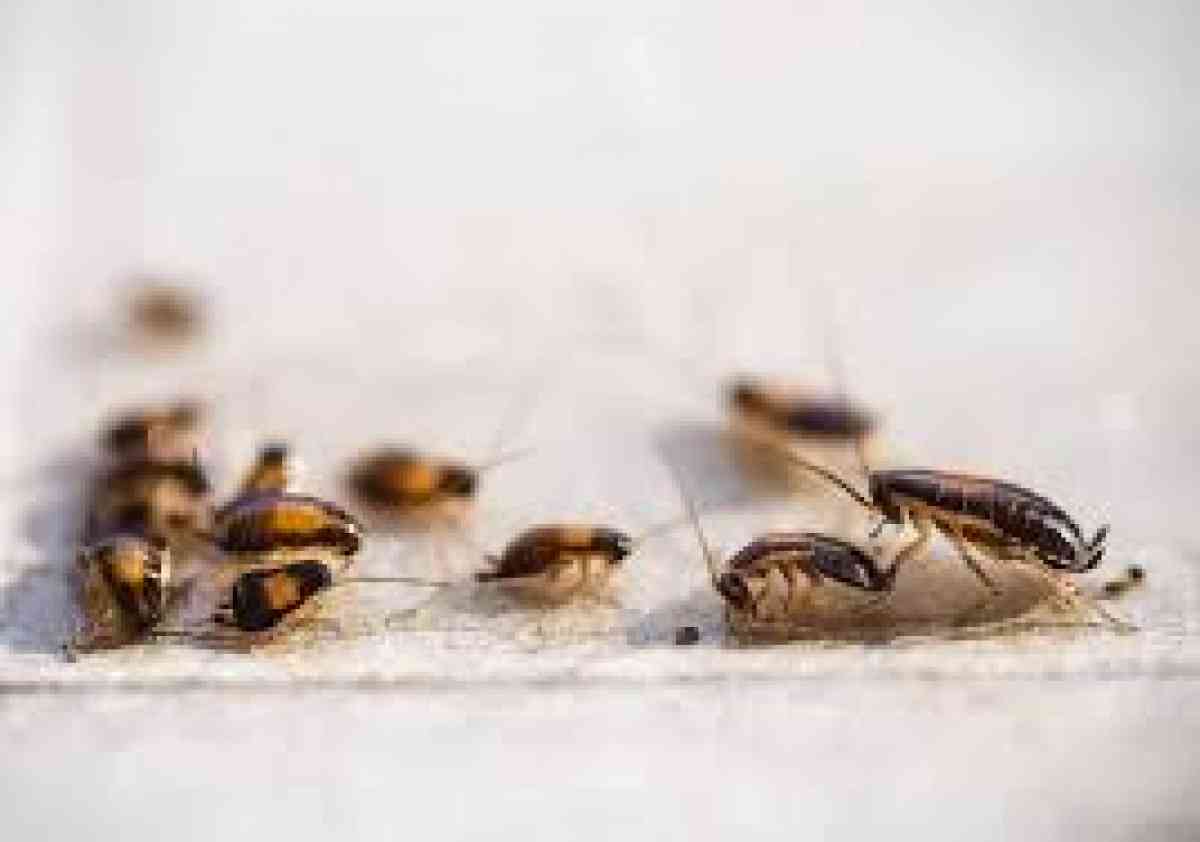 pest n termite treatment - Norco, California - FleaMarketBay