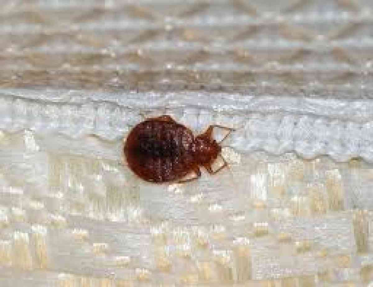 pest control termites roaches bed bugs - Riverside, California - FleaMarketBay