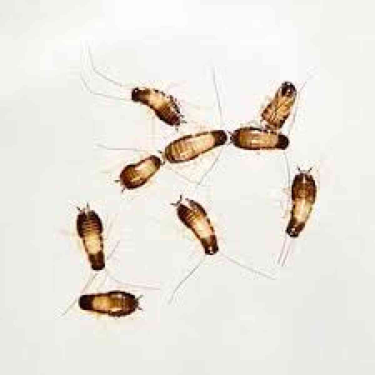 termite n bug service - Riverside, California - FleaMarketBay