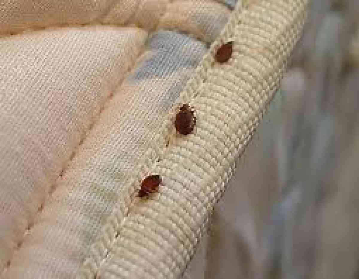 cheap pest control n termite - Hemet, California - FleaMarketBay