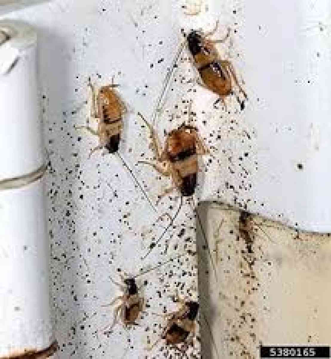 pest an termite solution - Riverside, California - FleaMarketBay