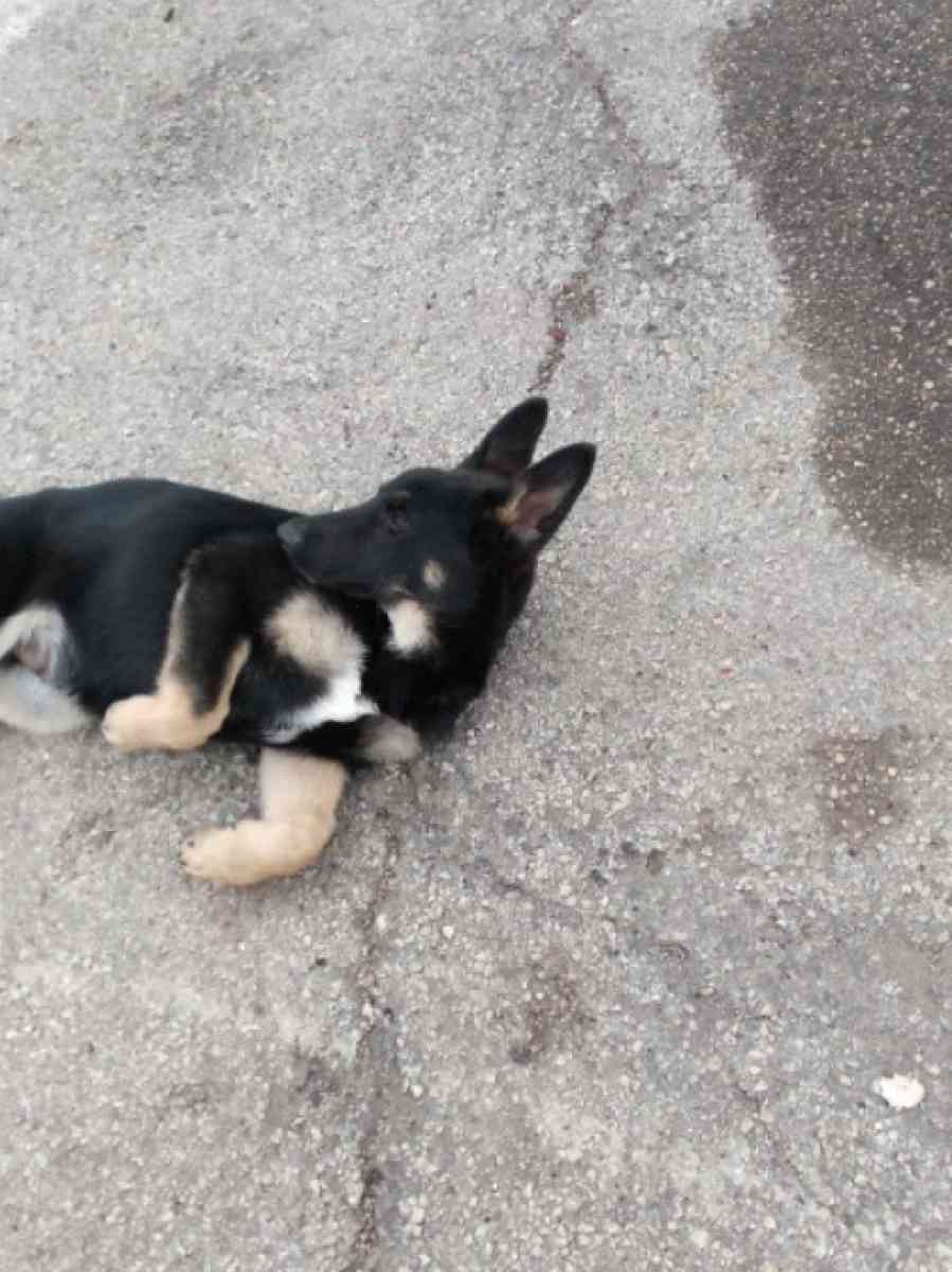 German Shepard Puppies - Helotes, Texas - FleaMarketBay