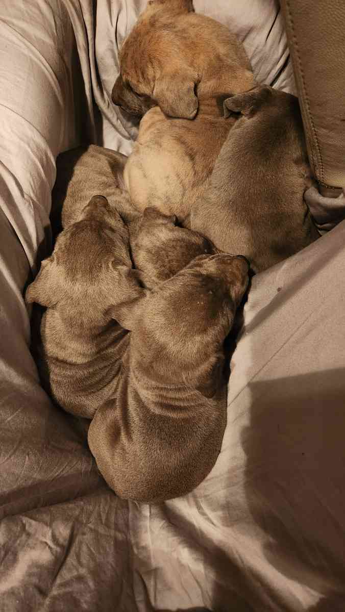 great dane pups - Doniphan, Missouri - FleaMarketBay