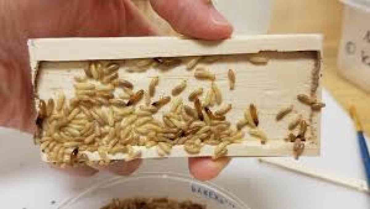termite n pest treatment - Riverside, California - FleaMarketBay