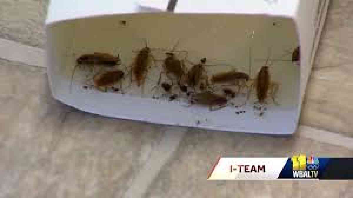 pest n termite control