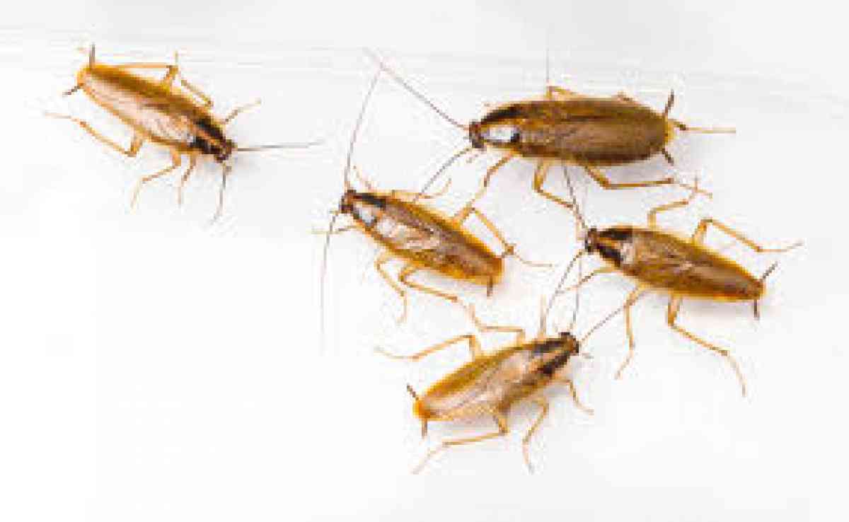 pest n termite services - Riverside, California - FleaMarketBay