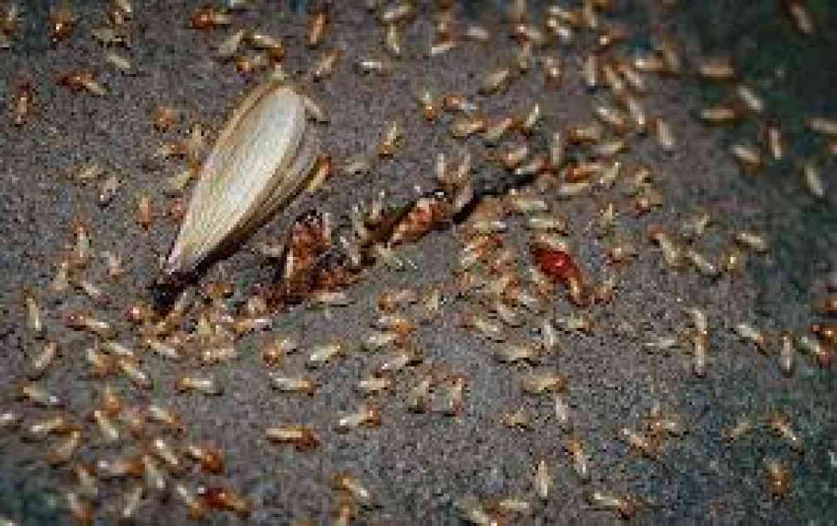 termite n pest treatment - Riverside, California - FleaMarketBay