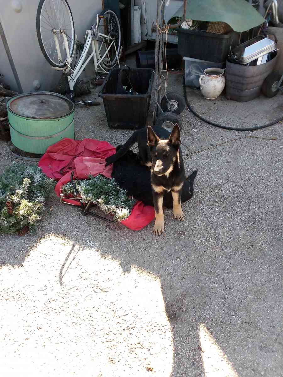 German Shepard Puppies - Helotes, Texas - FleaMarketBay