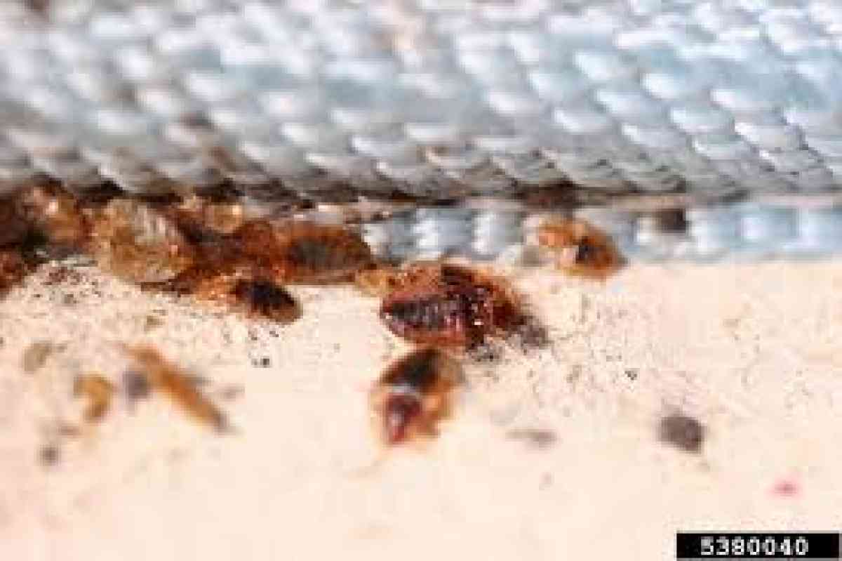 treatments pest n termites - San Bernardino, California - FleaMarketBay