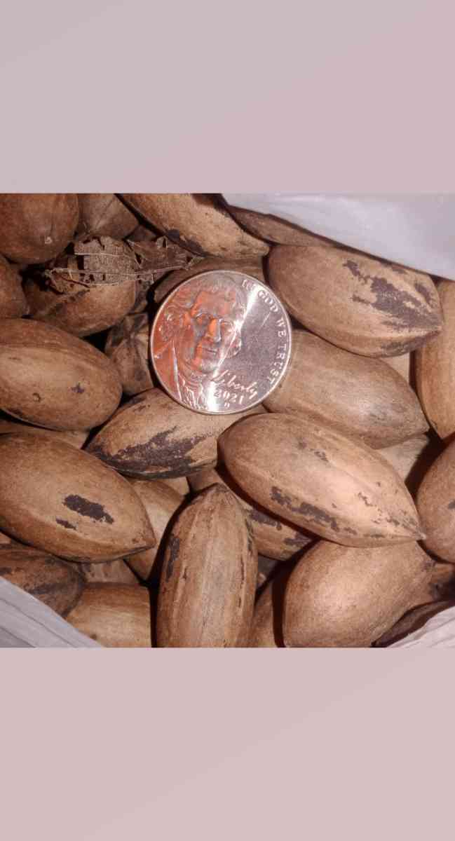 pecans - Shreveport, Louisiana - FleaMarketBay