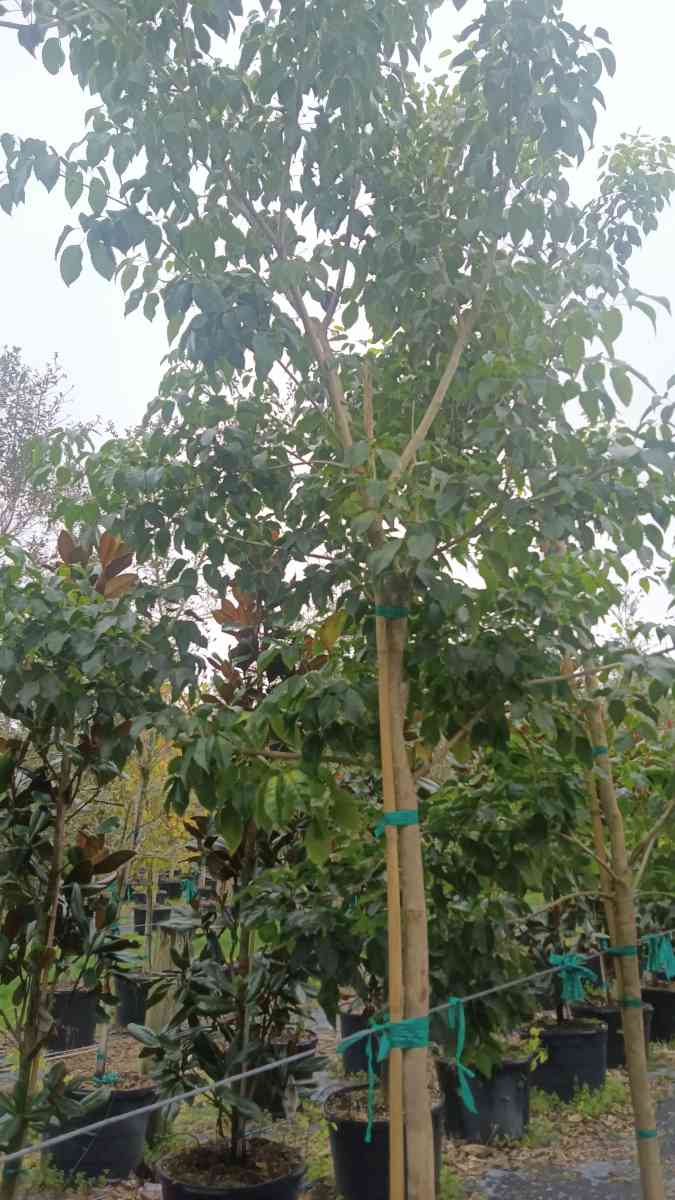 shade trees available  all sizes and species - Altamonte Springs, Florida - FleaMarketBay