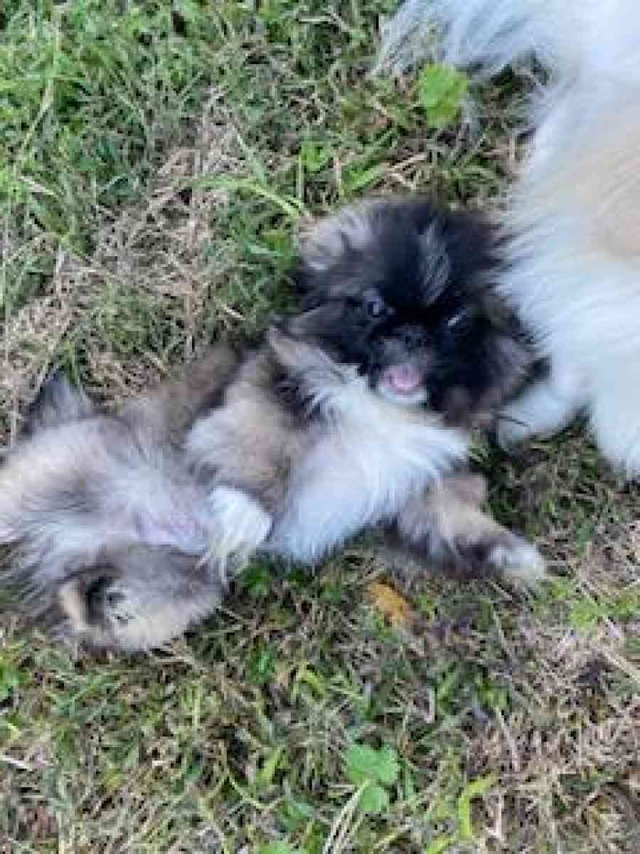 Pekingese Puppies - Hampton, Virginia - FleaMarketBay